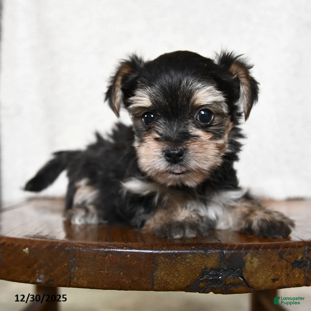 Morkie dogs for sale: Mr. Bill - Ad 12