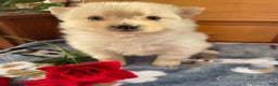 Pomeranian dogs for sale: Paxton - Ad 4