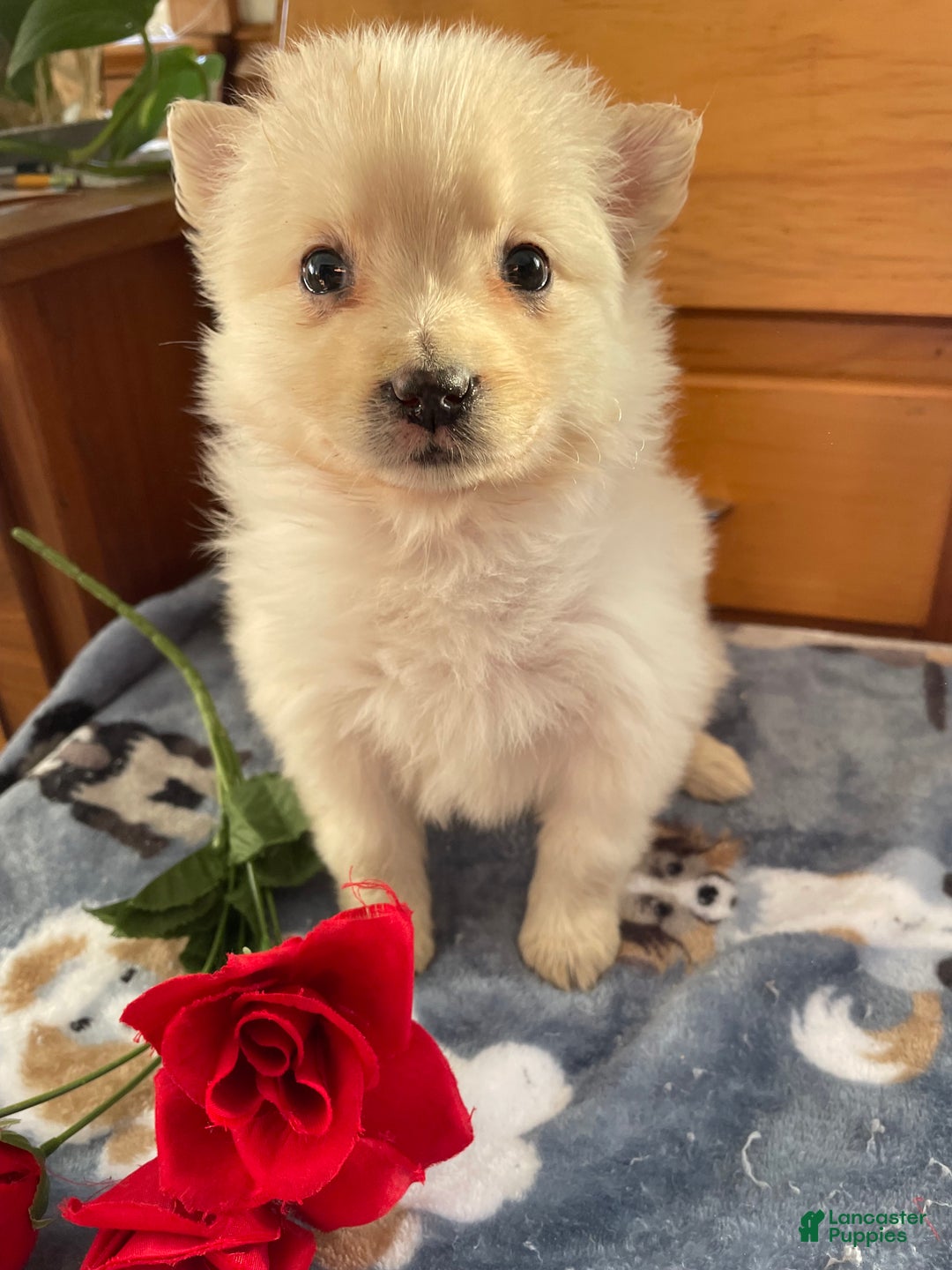 Pomeranian dogs for sale: Paxton - Ad 4