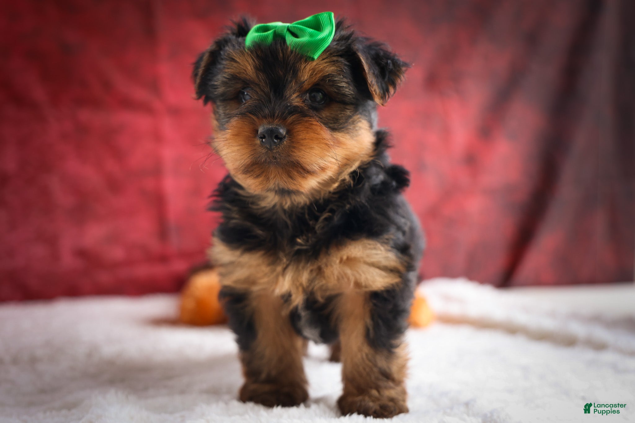 Yorkshire Terrier dogs DUKE - Ad 1