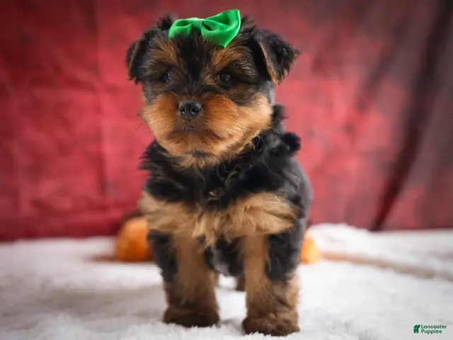 Yorkshire Terrier dogs for sale: DUKE - Ad 1