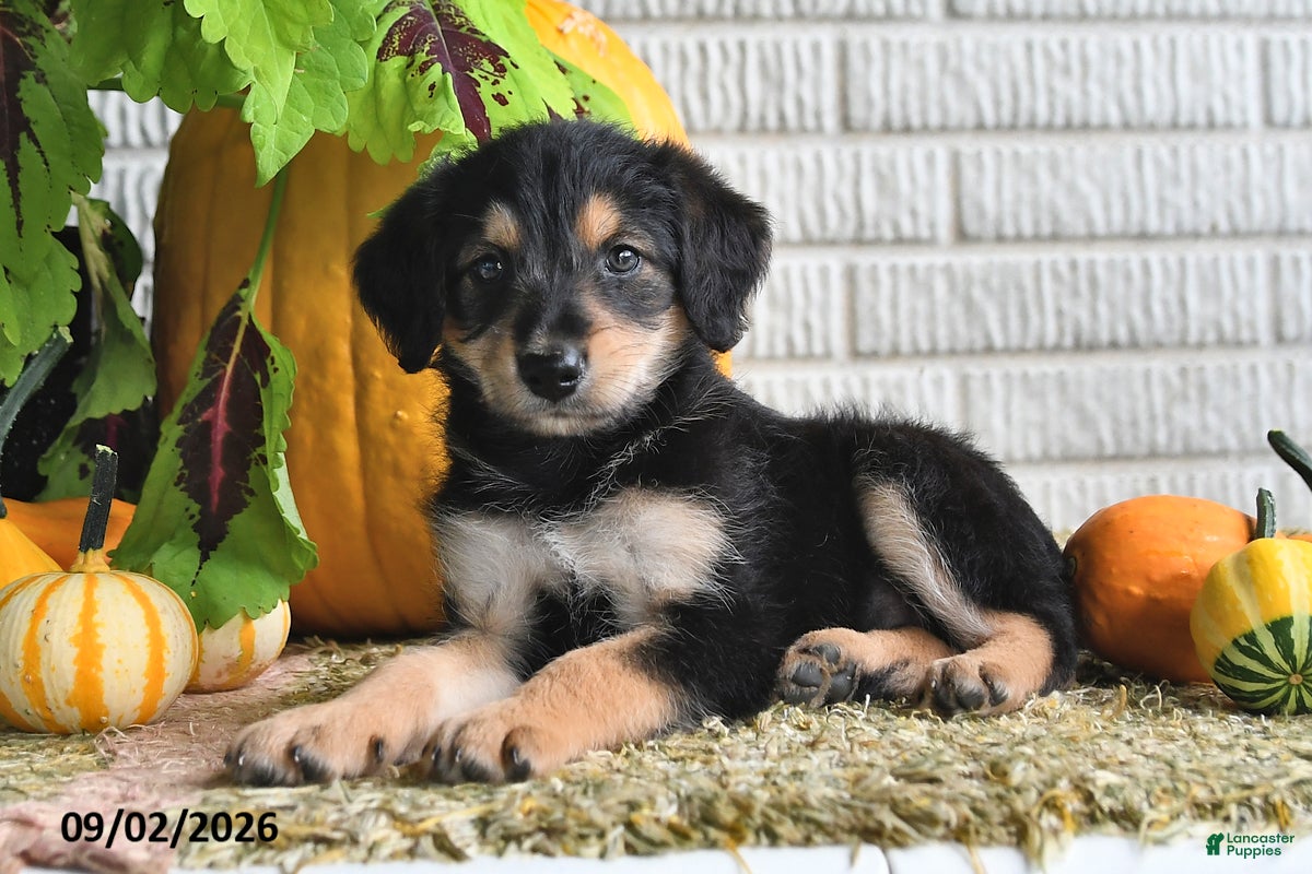 Mixed Breed dogs Lilly - Ad 2