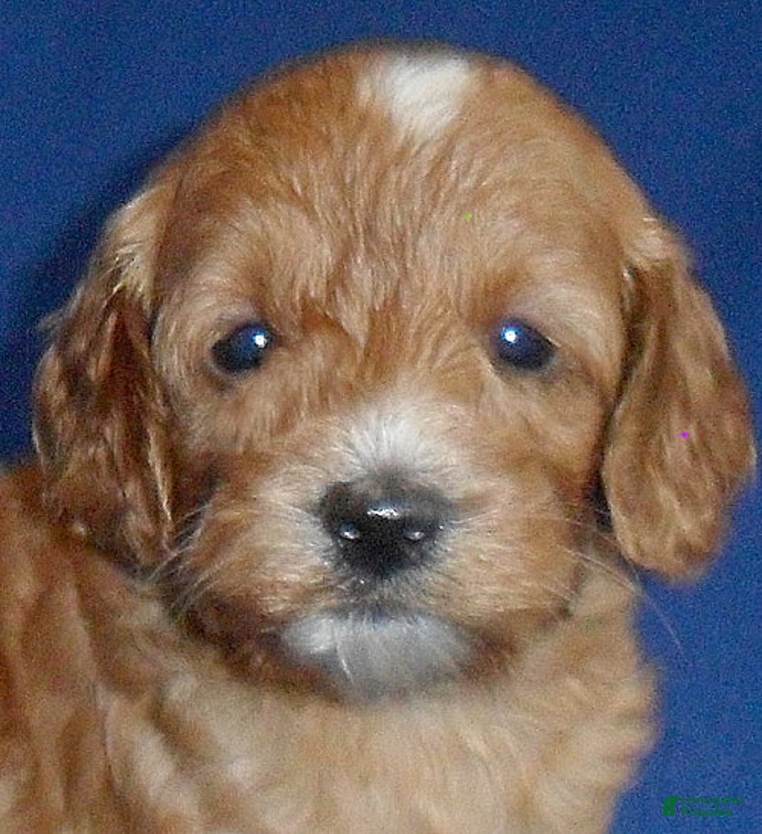 Cockapoo dogs for sale: Louie - Ad 2