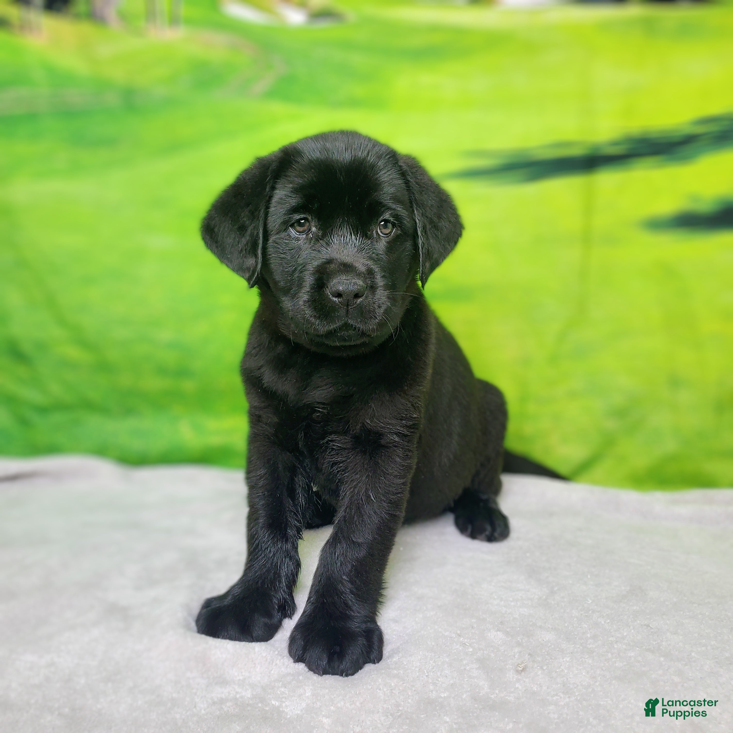 Labrador Retriever dogs Annie - Ad 2