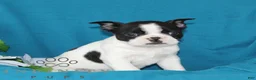 Boston Terrier dogs for sale: Aztec  - Ad 4