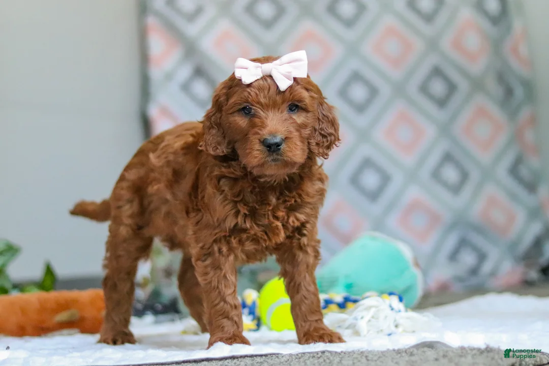 Goldendoodle dogs for sale: Clover - Ad 4