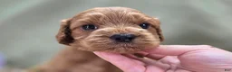 Cockapoo dogs for sale: Versace - Ad 23