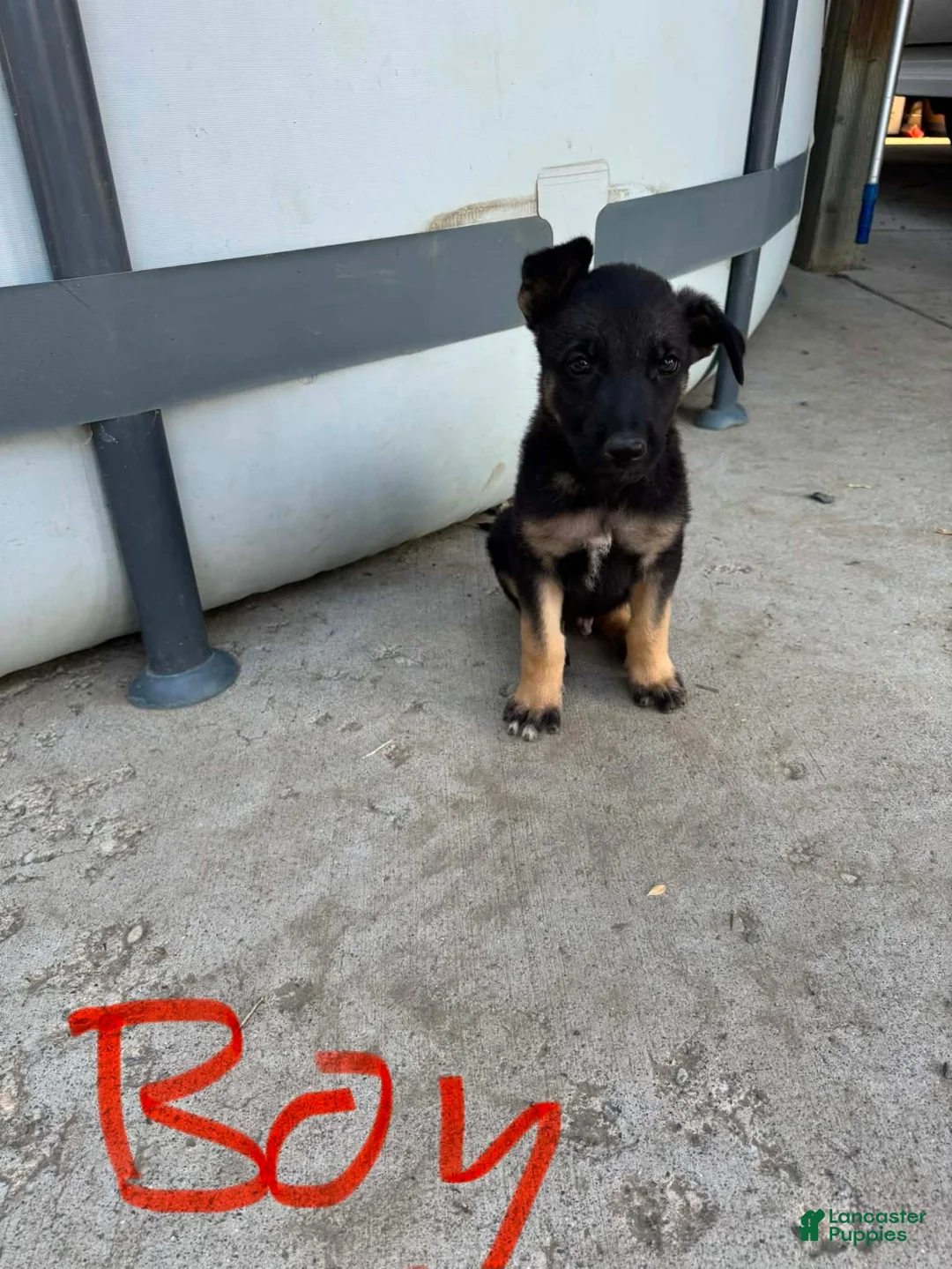 German Shepherd dogs for sale: Tiny - Ad 2