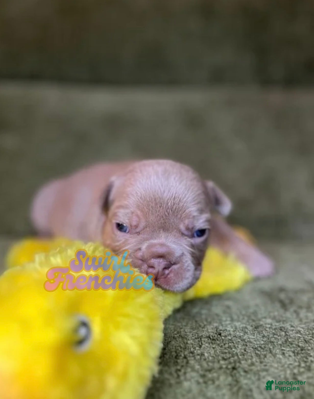 French Bulldog dogs for sale: Paprika - Ad 4