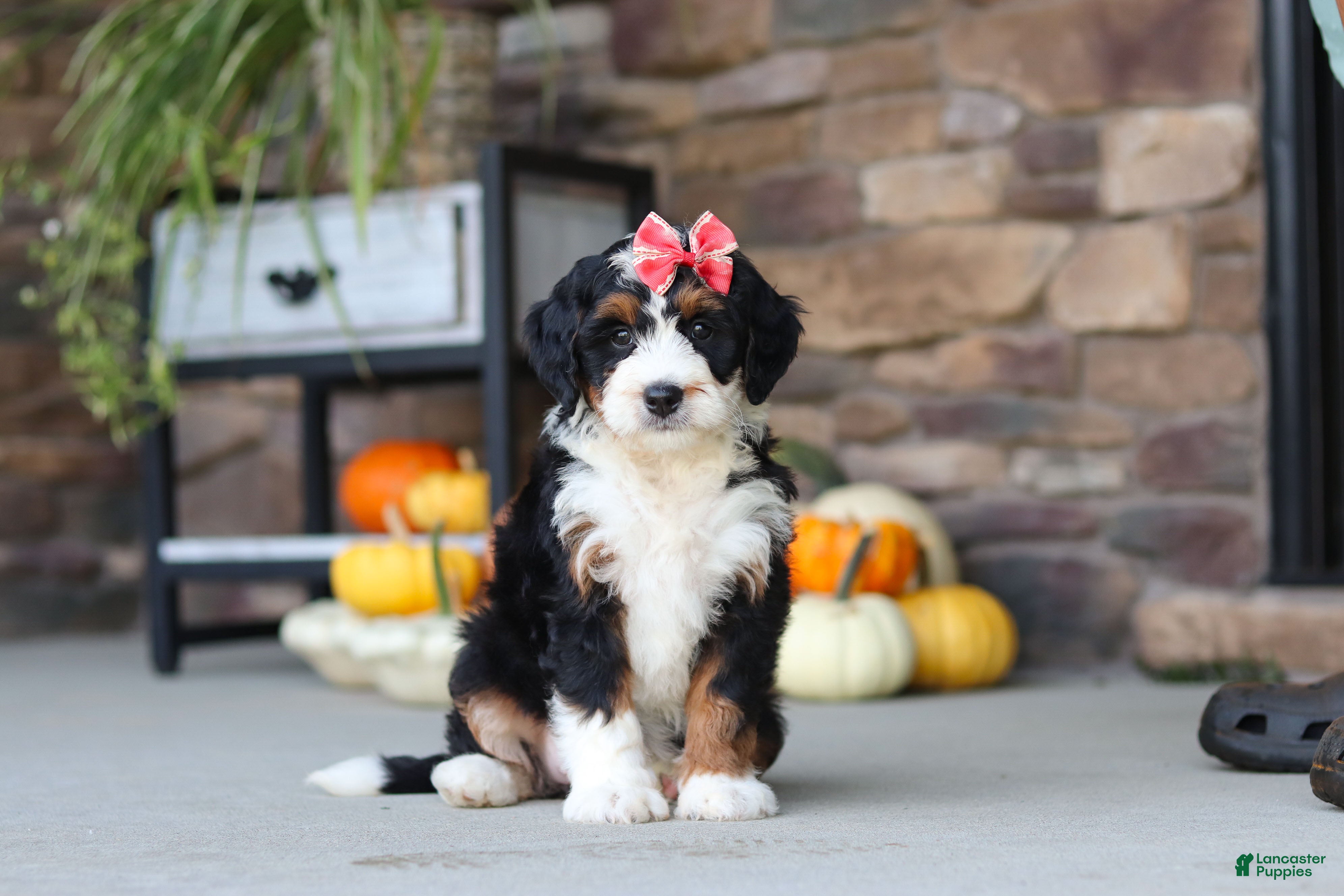 Mini Bernedoodle dogs Savannah💗 - Ad 1