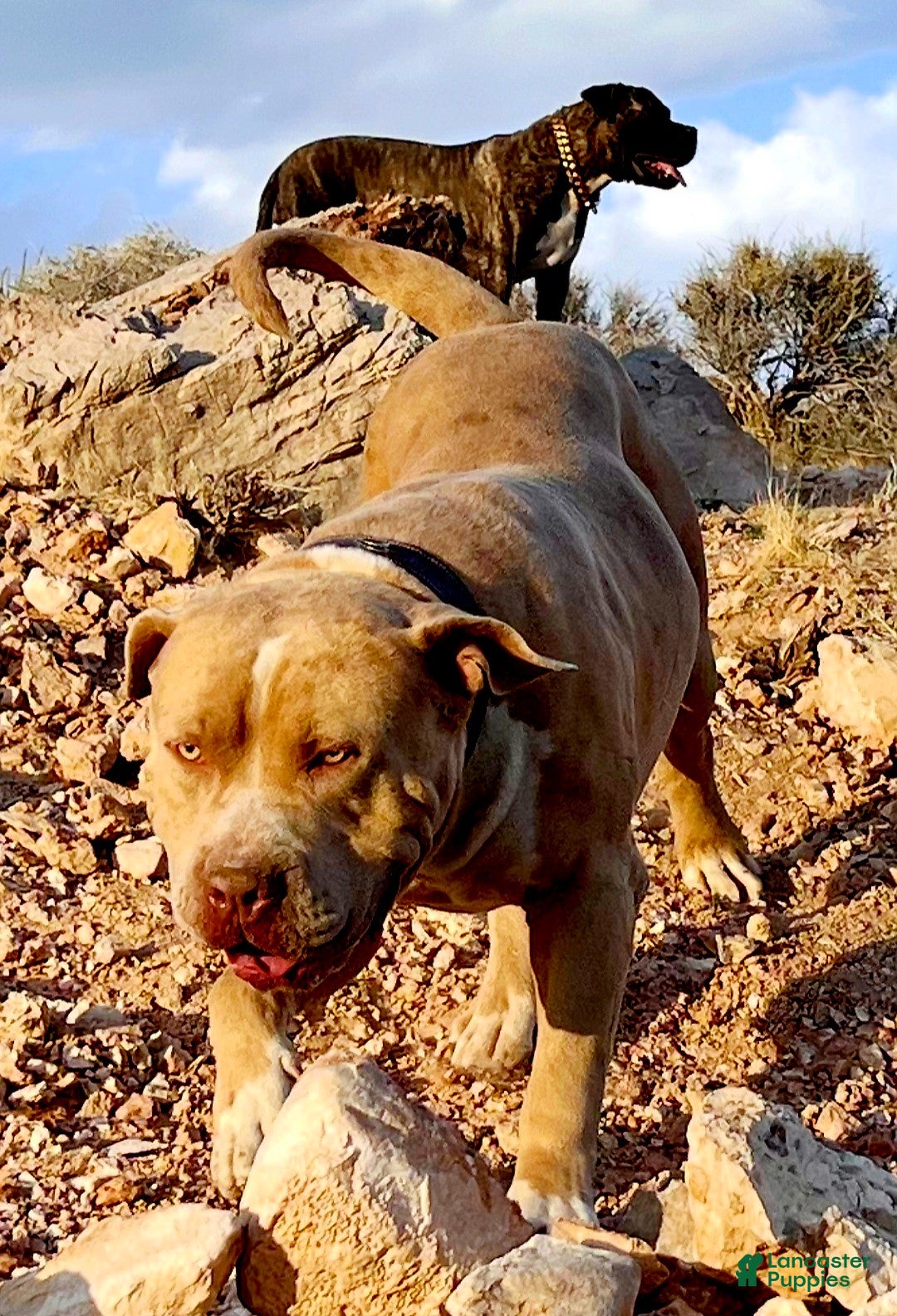 American Bully dogs for sale: "ICE CUBE" - Ad 8