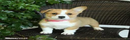 Welsh Corgi Pembroke dogs for sale: Summer - Ad 4