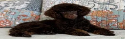 Miniature Poodle dogs for sale: Phineas - Ad 8