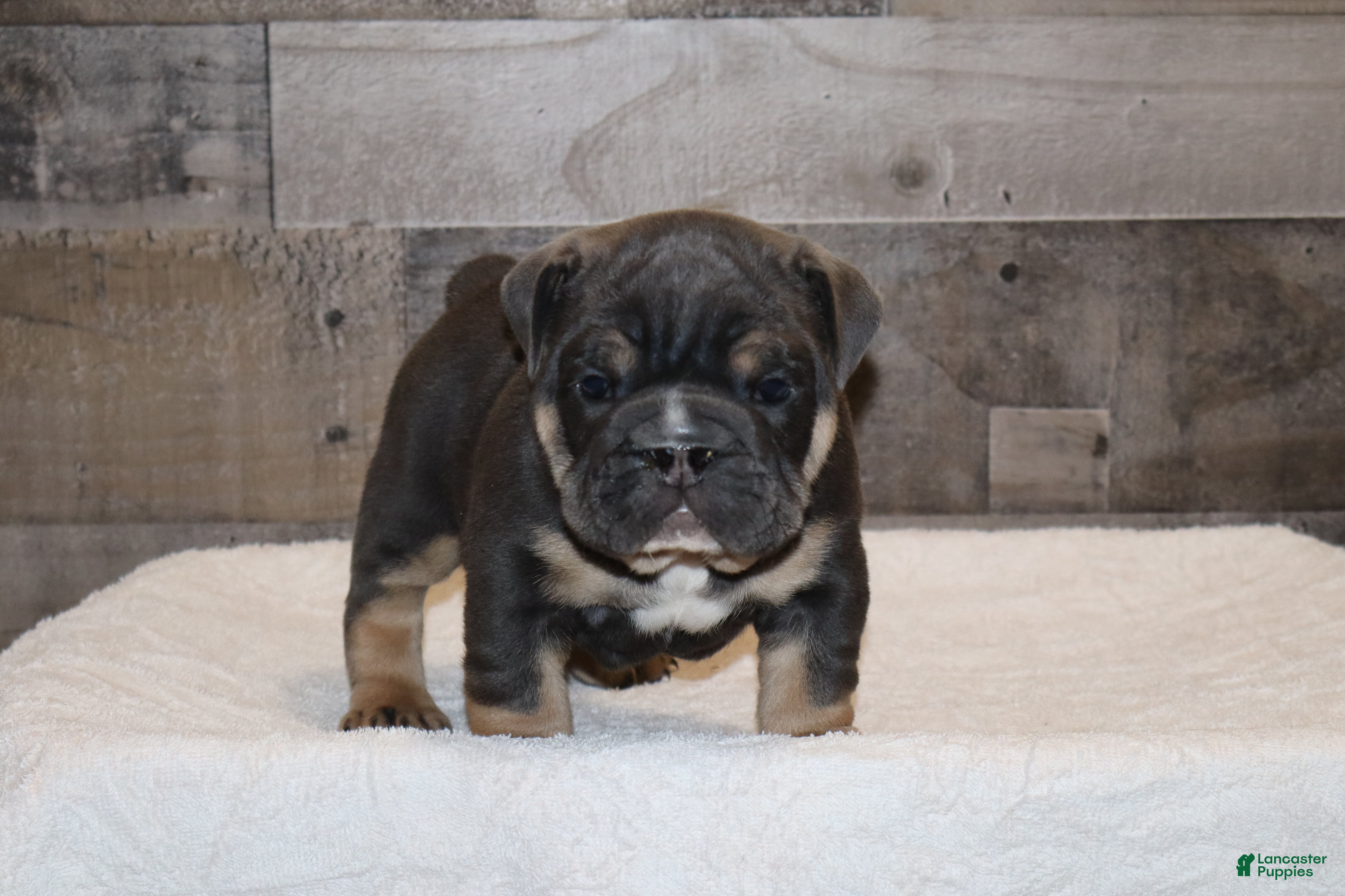 English Bulldog dogs Oscar - Ad 1