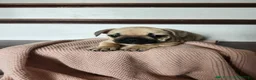 French Bulldog dogs for sale: Dorah - Ad 4
