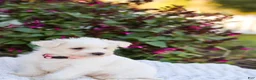Mixed Breed dogs for sale: Powderpuff - Ad 10