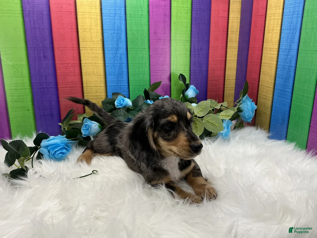 Dachshund dogs for sale: Dachshund Puppy 1 - Ad 2