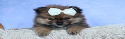 Pomeranian dogs for sale: Flynn  - Ad 9