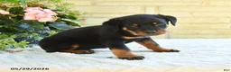 Rottweiler dogs for sale: Lawton - Ad 3