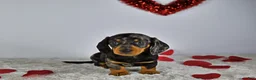 Miniature Dachshund dogs for sale: Thomas - Ad 4