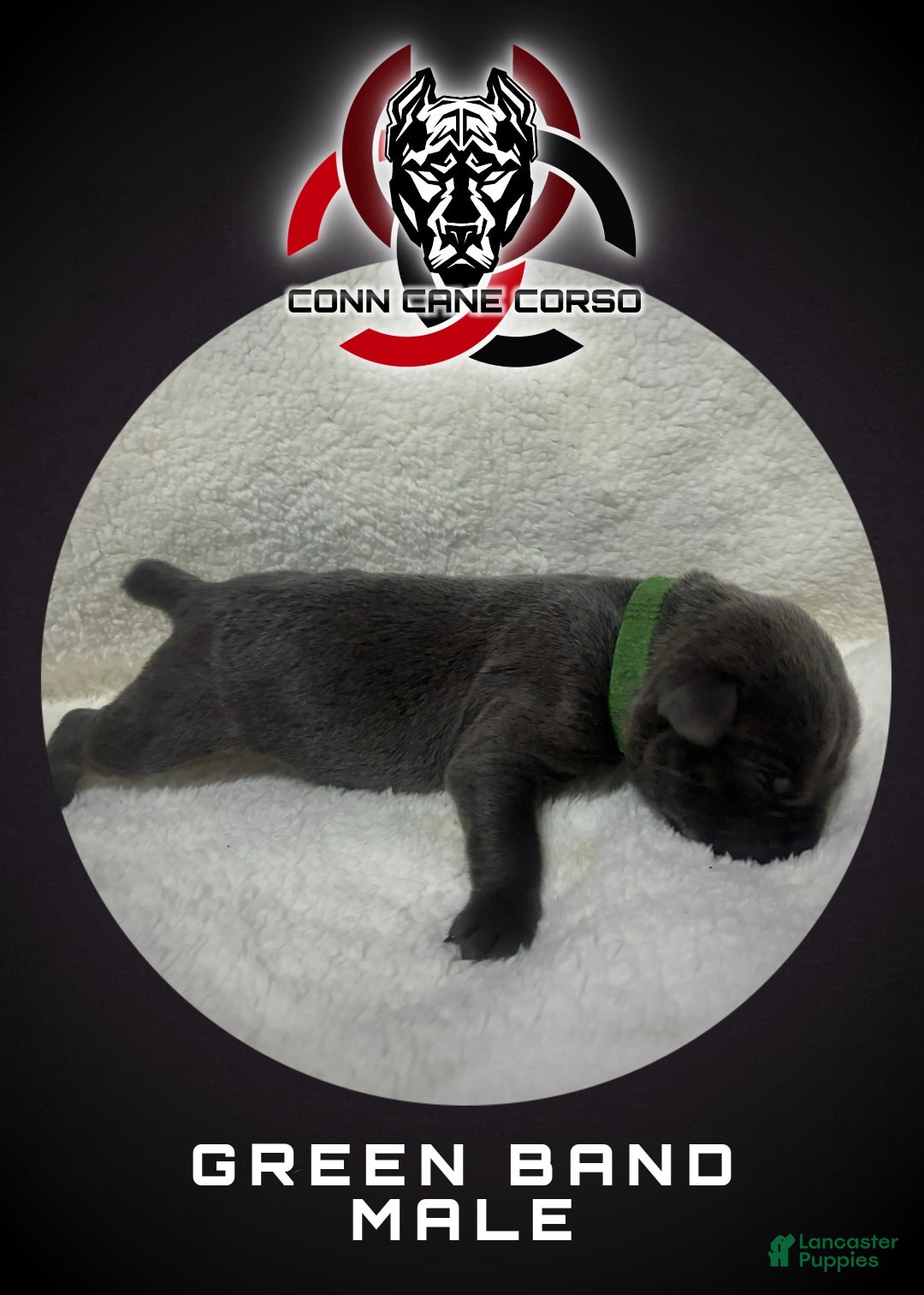 Cane Corso dogs Cane Corso Puppy 3 - Ad 16