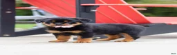 Rottweiler dogs for sale: Honey - Ad 2
