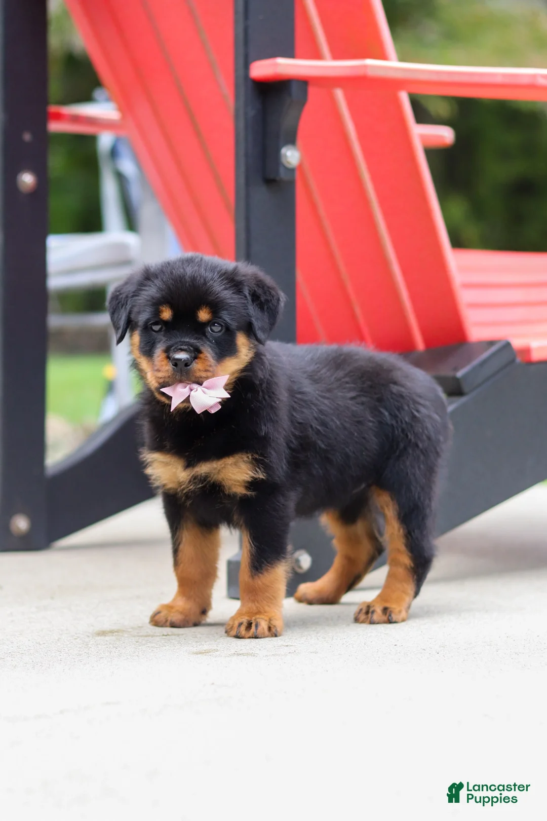 Rottweiler dogs for sale: Honey - Ad 2