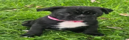 Mixed Breed dogs for sale: Millie - Ad 6