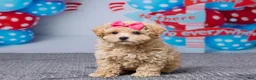 Bichpoo dogs for sale: Brittany - Ad 1