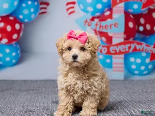 Bichpoo dogs for sale: Brittany - Ad 1