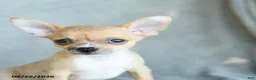 Chihuahua dogs for sale: Roscoe - Ad 3