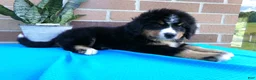 Bernese Mountain Dog dogs for sale: Teresa - Ad 7