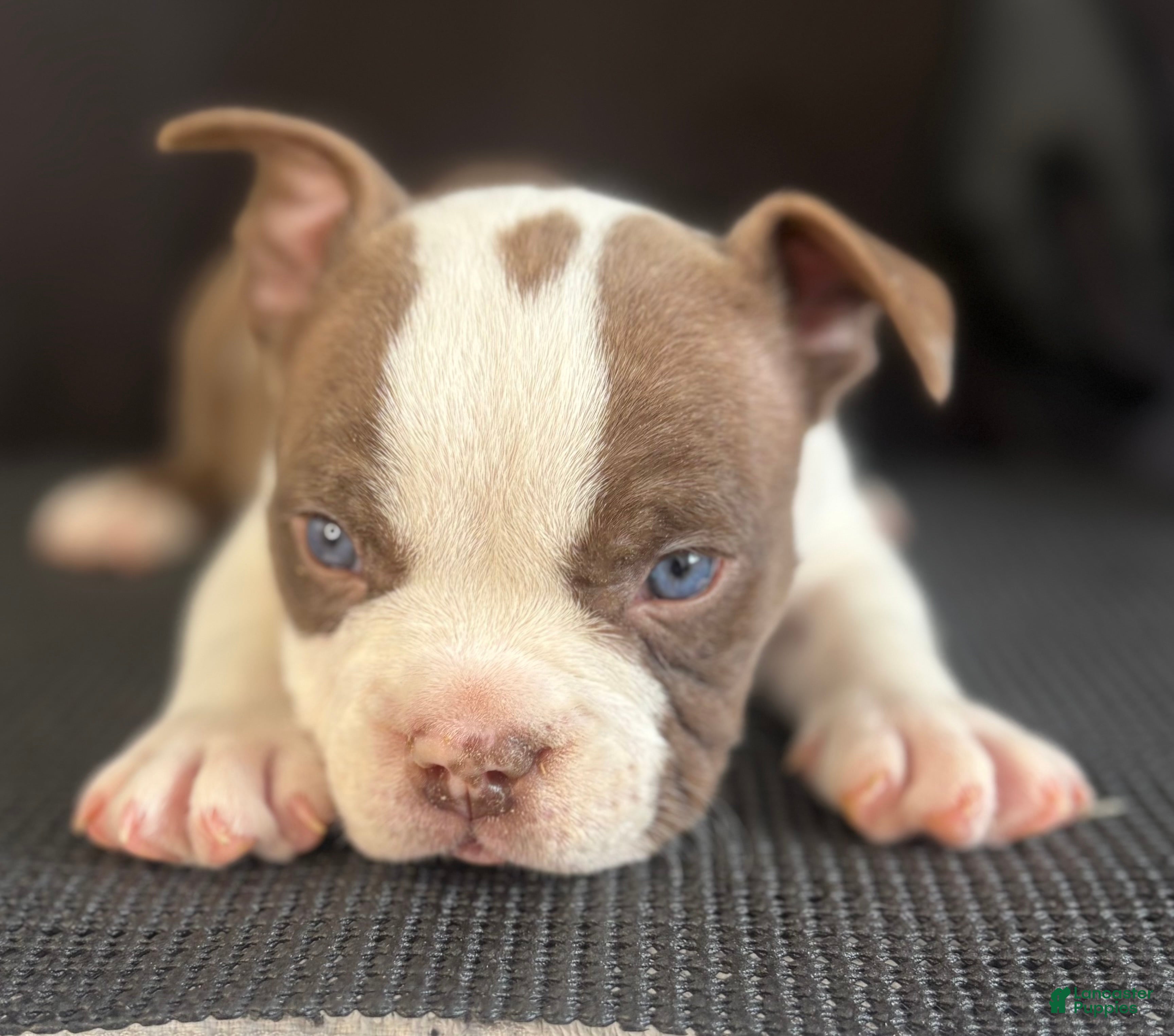 American Bully dogs American Bully 6 - Ad 1
