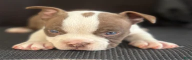 American Bully 6