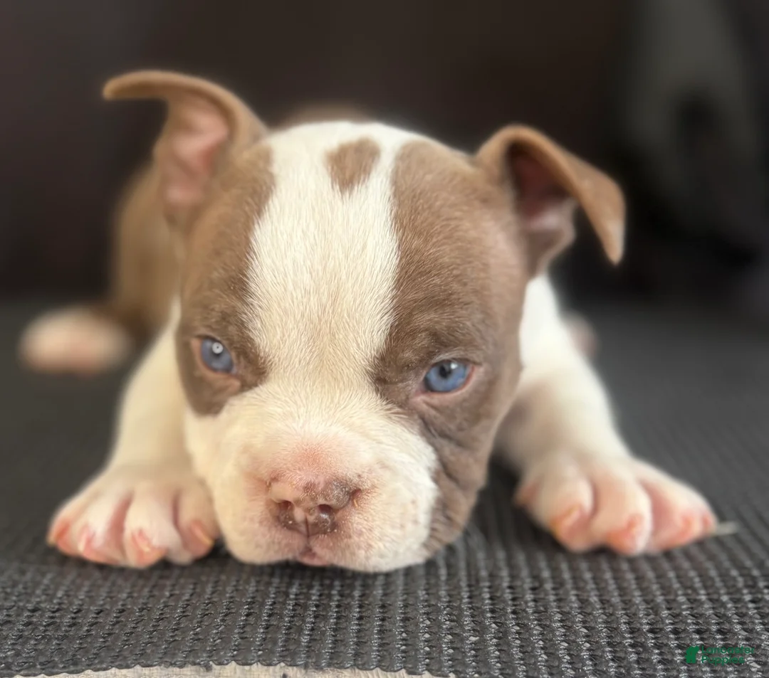American Bully dogs for sale: American Bully 6 - Ad 1