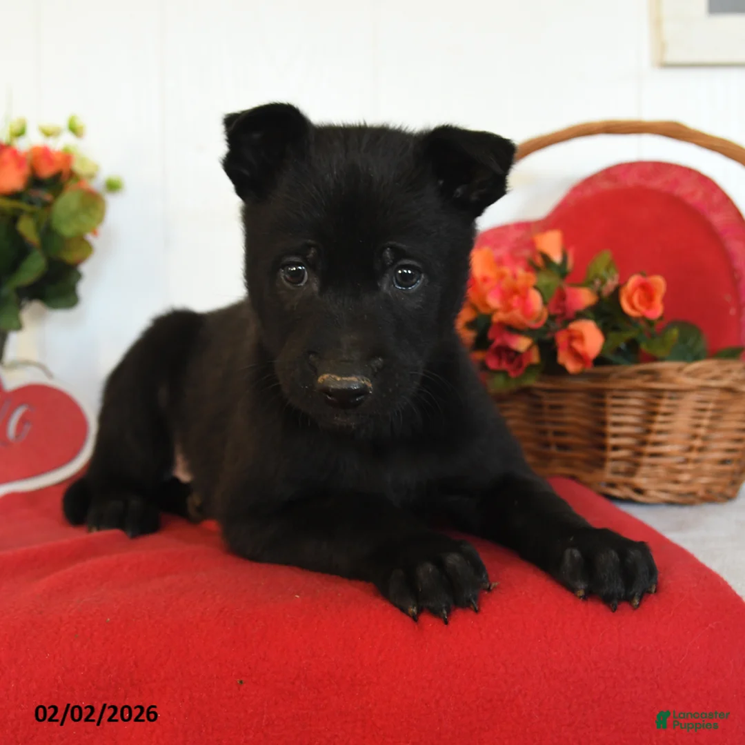 Belgian Malinois dogs for sale: Rambo - Ad 4