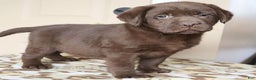 Labrador Retriever dogs for sale: Houston -  Champ lines - Ad 2