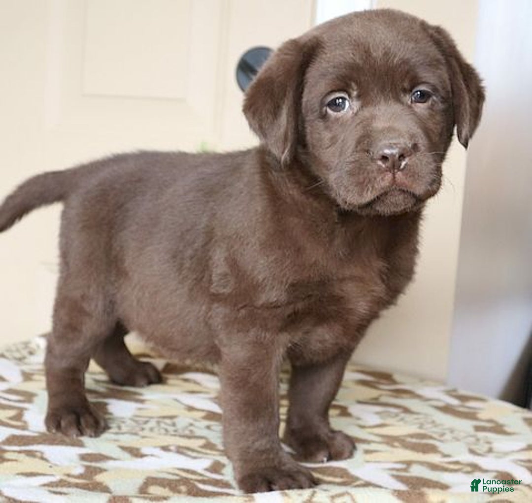 Labrador Retriever dogs for sale: Houston -  Champ lines - Ad 2