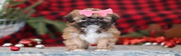 Lhasa Apso dogs for sale: Allie - Ad 6
