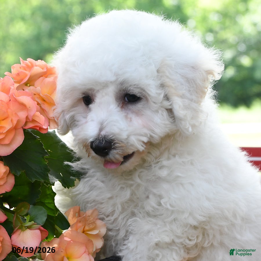 Bichon Frise dogs Conner  - Ad 2