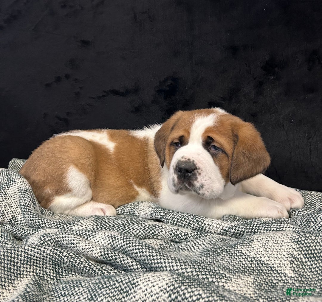 Saint Bernard dogs for sale: Randy - Ad 4