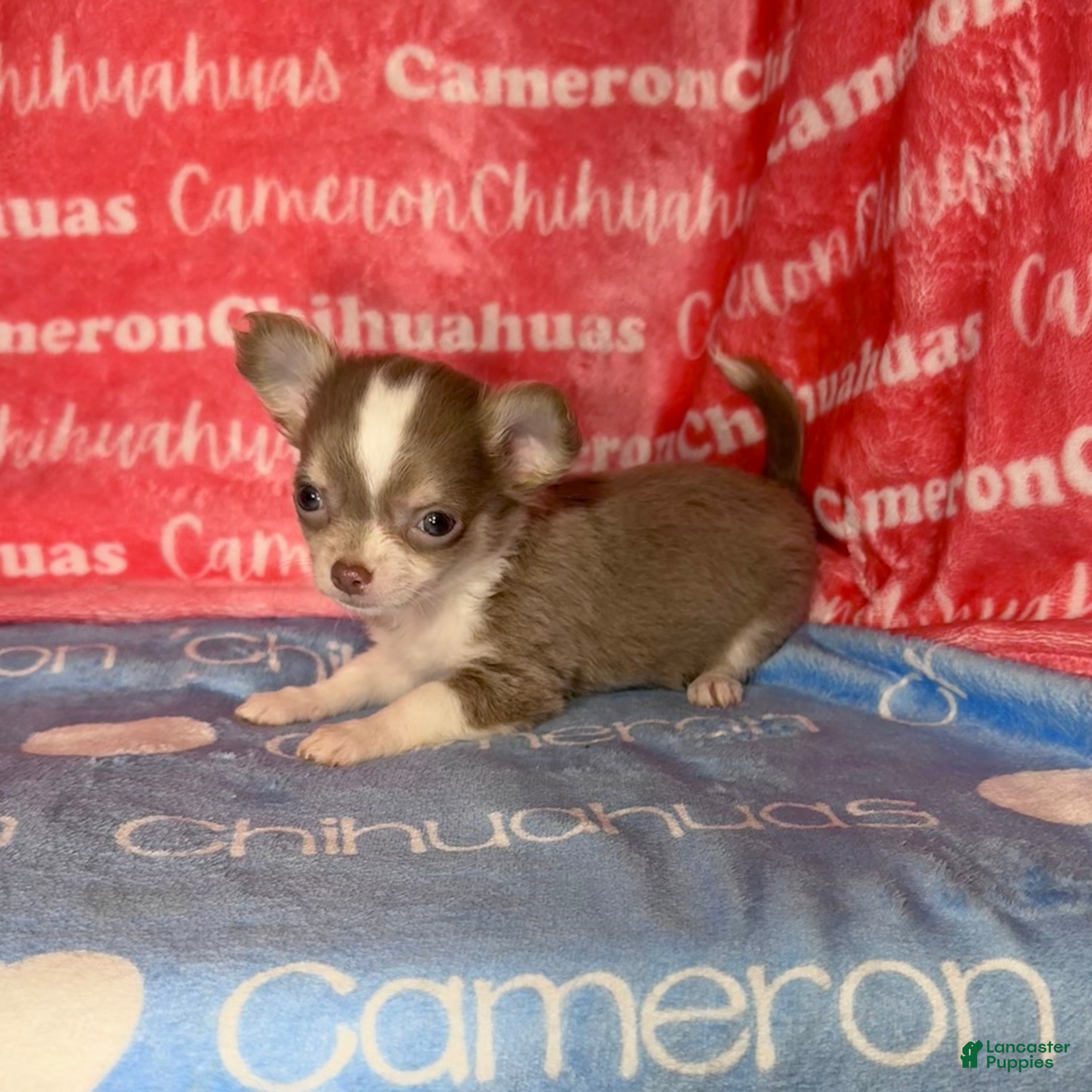 Chihuahua dogs for sale: Micro Thumper Lavender LC - Ad 1