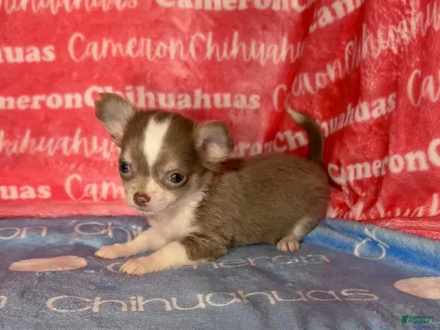 Chihuahua dogs for sale: Micro Thumper Lavender LC - Ad 1