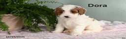 Cavapoo dogs for sale: Dora - Ad 3