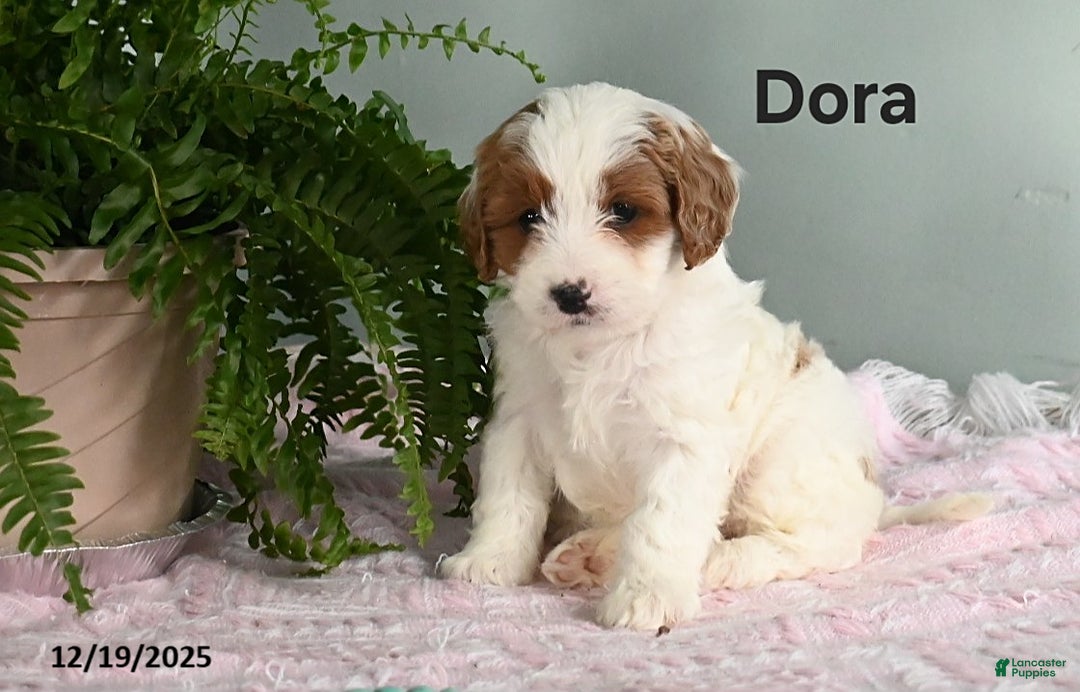 Cavapoo dogs for sale: Dora - Ad 3