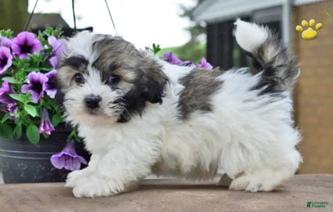 Gallery Image {{count}}