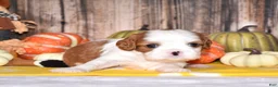 Cavalier King Charles Spaniel dogs for sale: Champ - Ad 3
