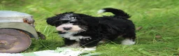 Mini Bernedoodle dogs for sale: Sawyer  - Ad 4