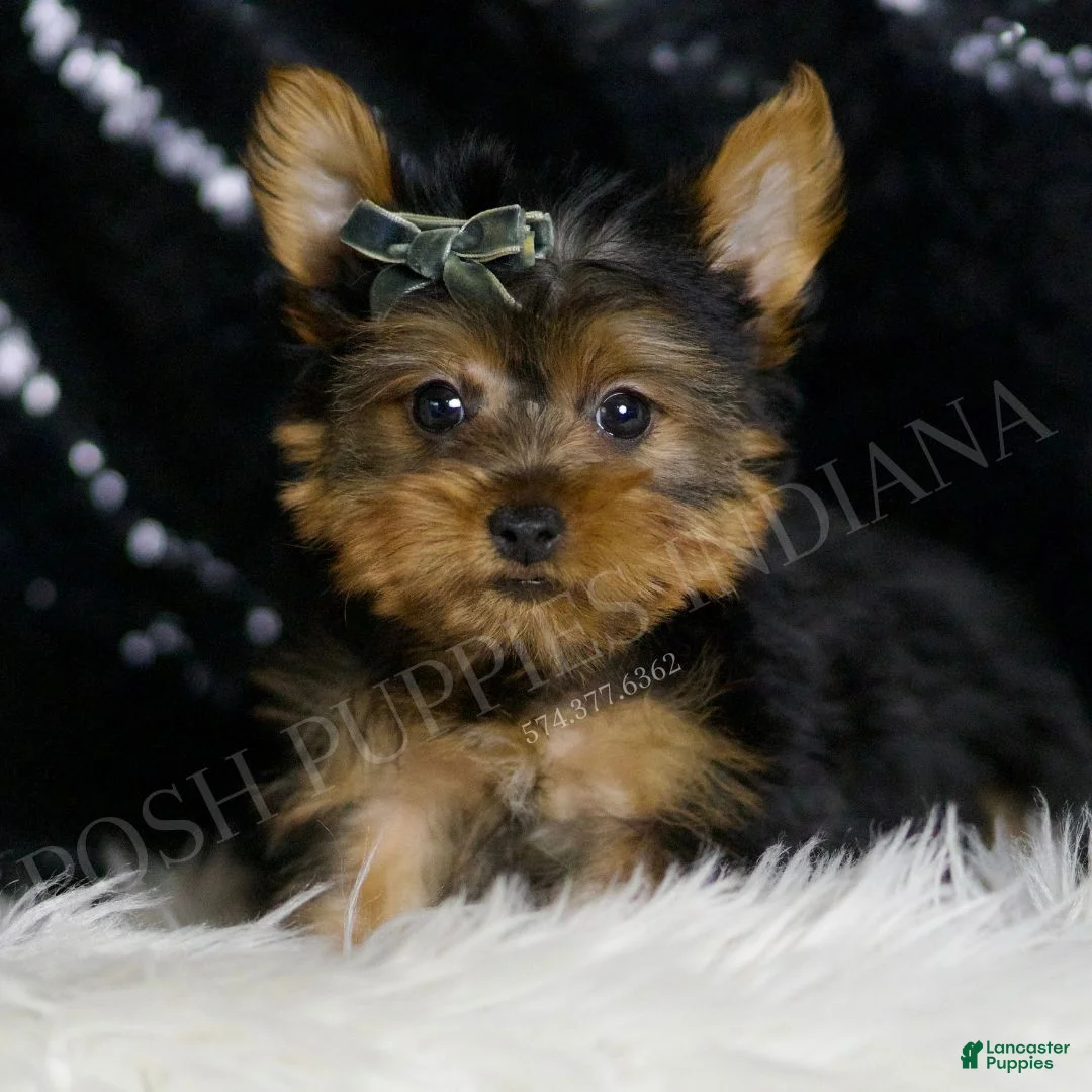 Yorkshire Terrier dogs for sale: Taco - Ad 2