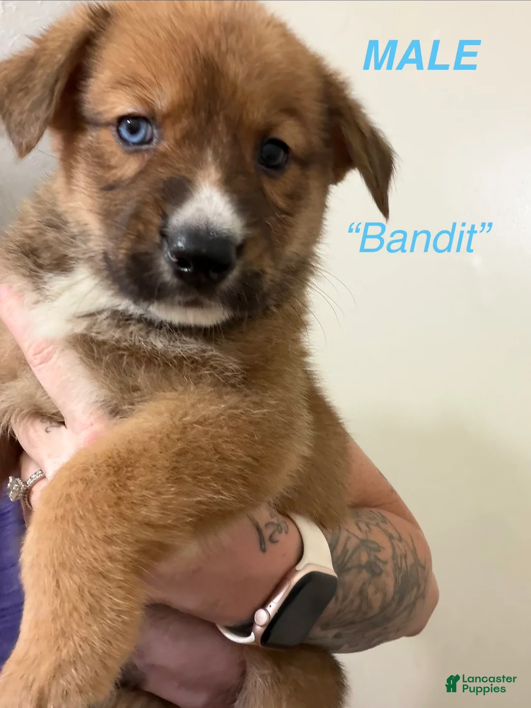 Gerberian Shepsky dogs for sale: Bandit - Ad 1